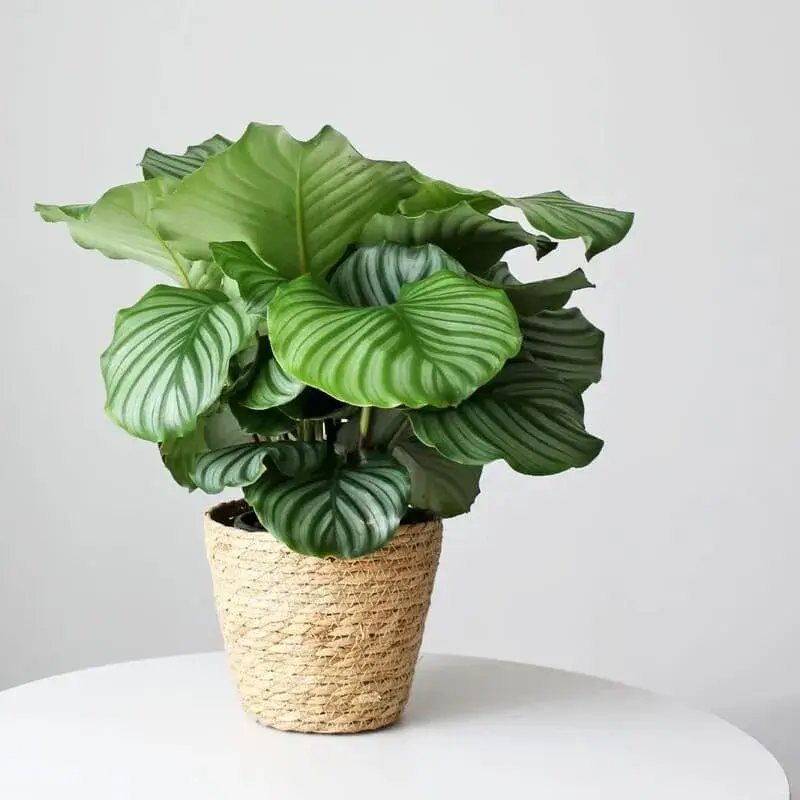 Calathea Orbifolia with large round leaves and silver-green stripes on tabletop pot