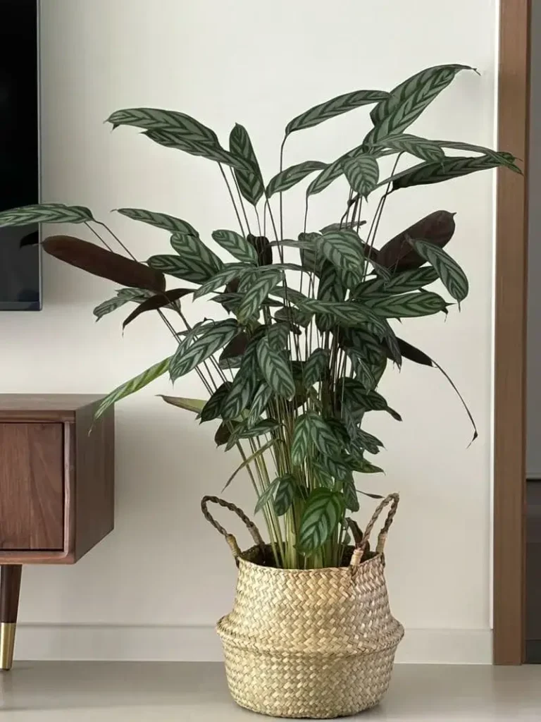 Calathea Silver Stripe with tall narrow leaves featuring silver and green patterns
