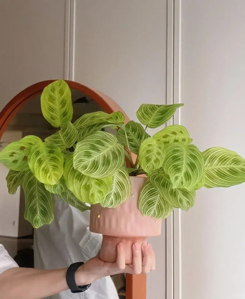 Calathea Veitchiana with bright lime-green leaves and thin yellowish veins