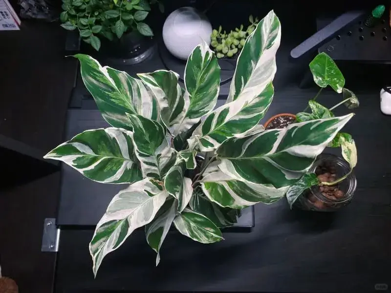 Calathea White Fusion with striking white and green variegated leaves in indoor setting