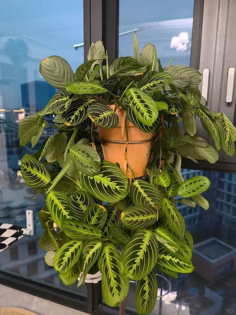 Small Calathea Zebrina in indoor pot with vivid zebra-like leaf patterns