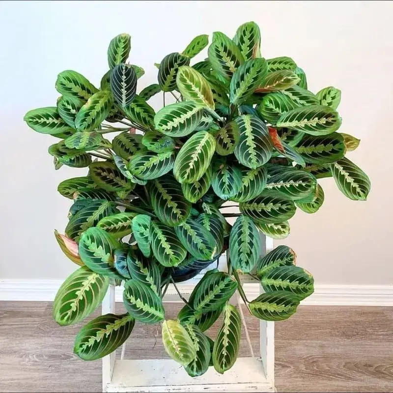 Calathea Zebrina with velvety green leaves and bold dark green stripes