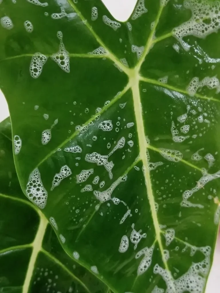 How to Treat Spider Mites on Calathea  Early Signs & Proven Fixes