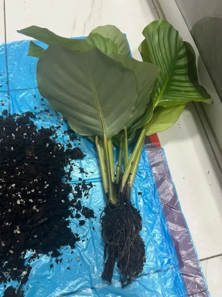 Signs Your Soil Isn’t Right ——Root Rot