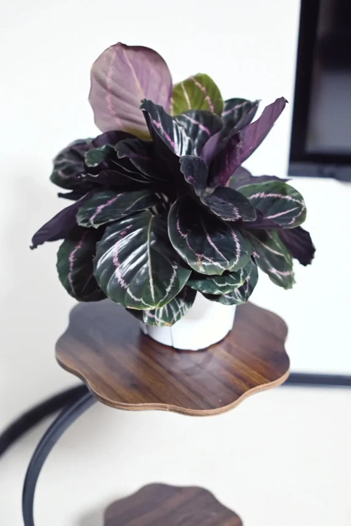 Calathea Dottie (Black Lipstick Calathea): What Finally Worked for Me