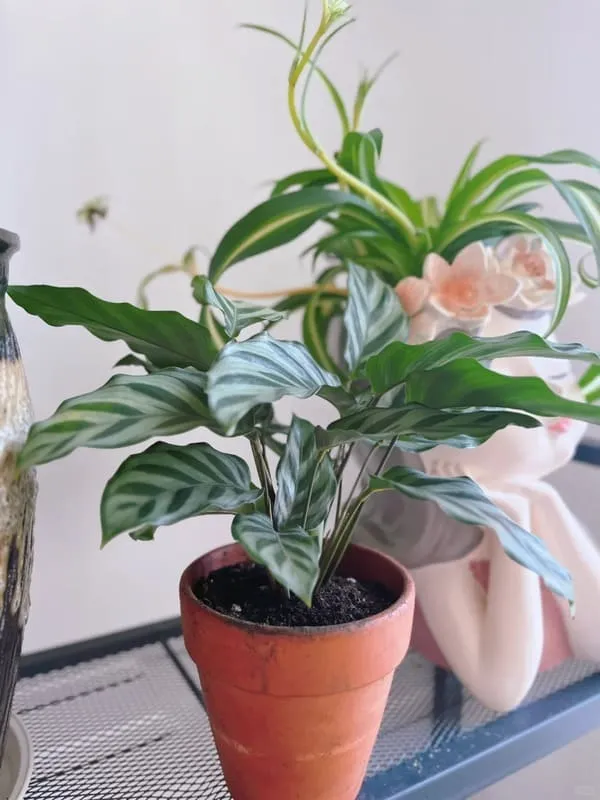 Calathea Concinna Care & Growing Guide