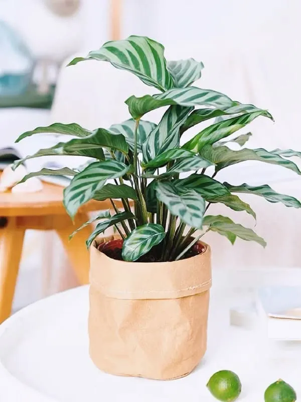 Calathea Concinna Care & Growing Guide
