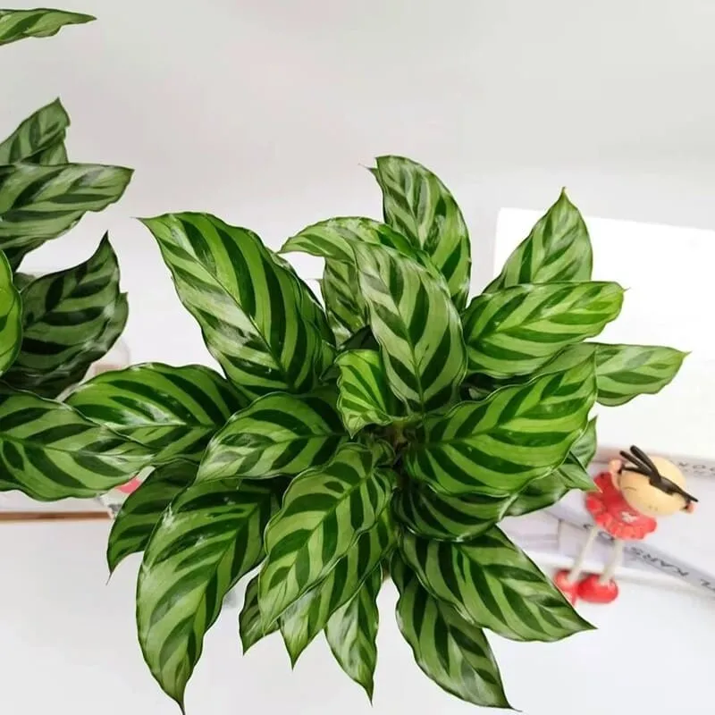 Calathea Concinna Care & Growing Guide