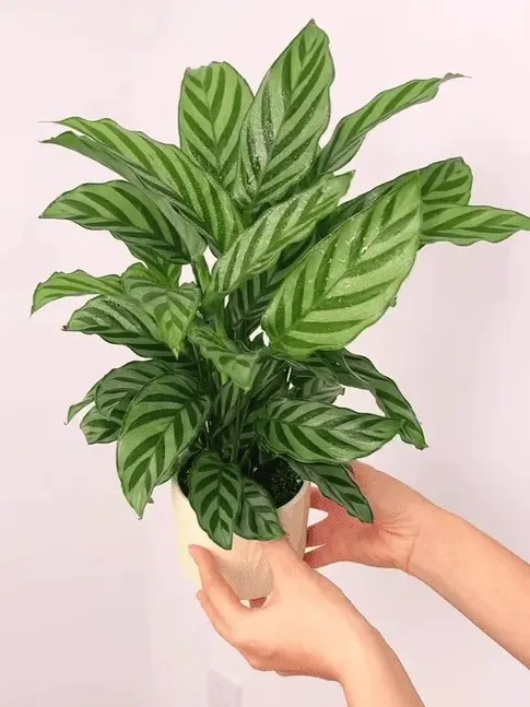 Calathea Concinna Care & Growing Guide