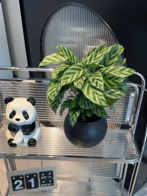 Calathea Concinna Care & Growing Guide