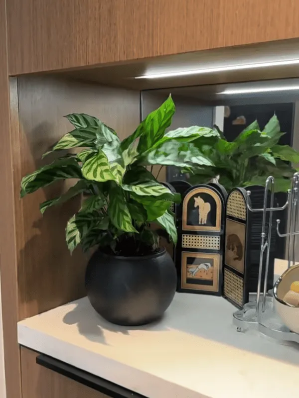 Calathea Concinna Care & Growing Guide