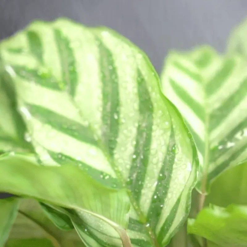 Calathea Concinna Care & Growing Guide