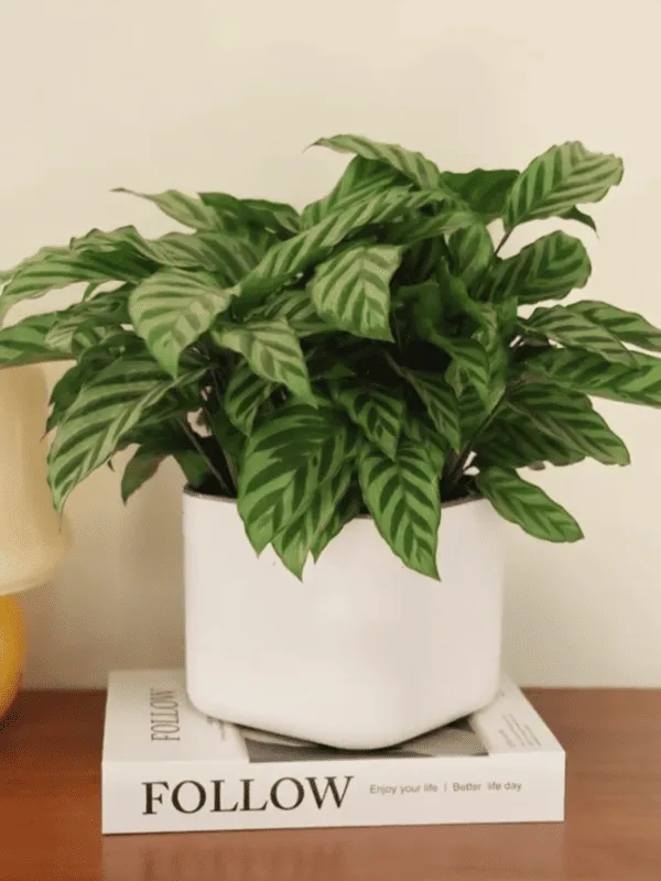 Calathea Concinna Care & Growing Guide