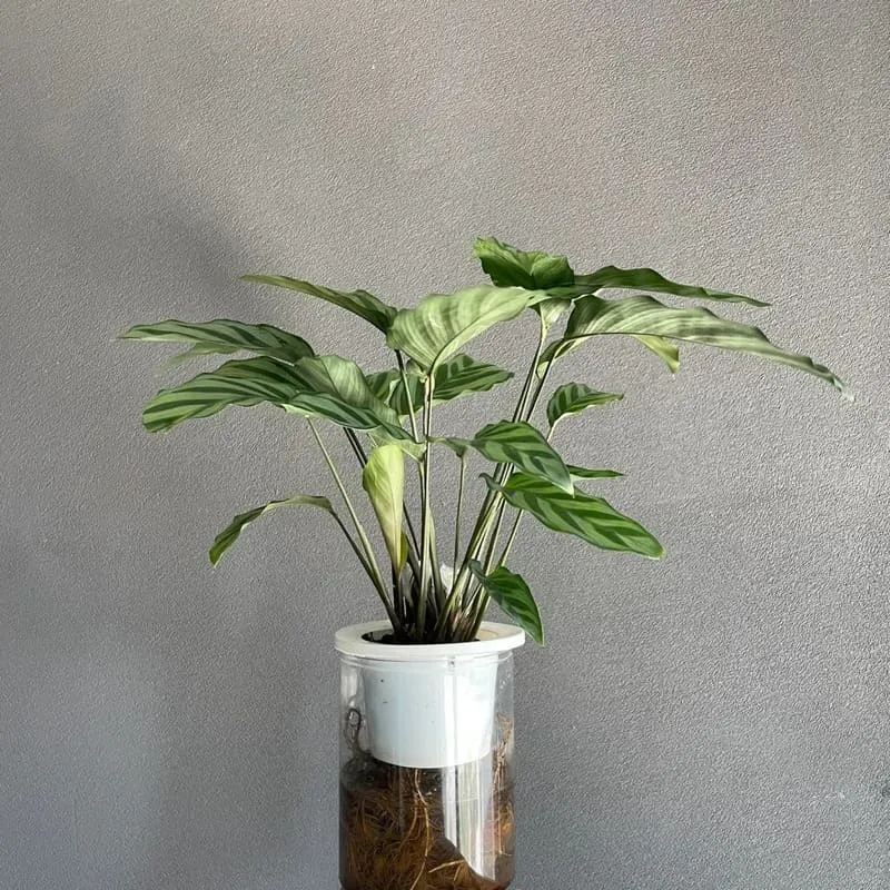 Calathea Concinna Care & Growing Guide