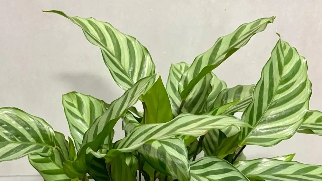 Calathea Concinna Care & Growing Guide (8)