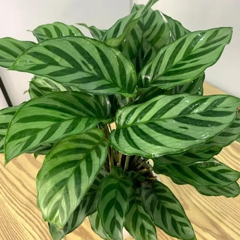 Calathea Concinna Care & Growing Guide