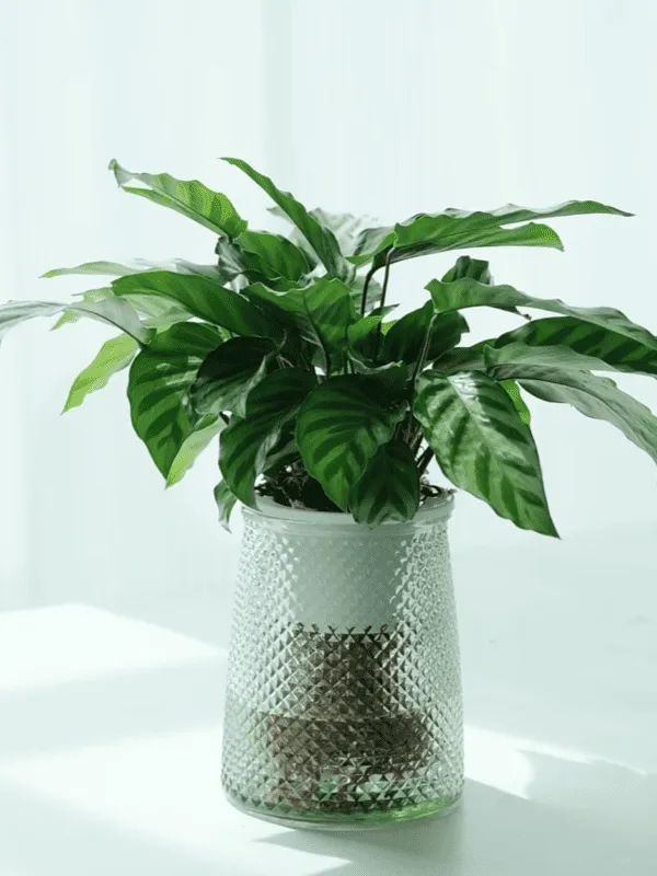 Calathea Concinna Care & Growing Guide