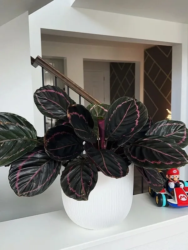 Calathea Dottie (Black Lipstick Calathea): What Finally Worked for Me