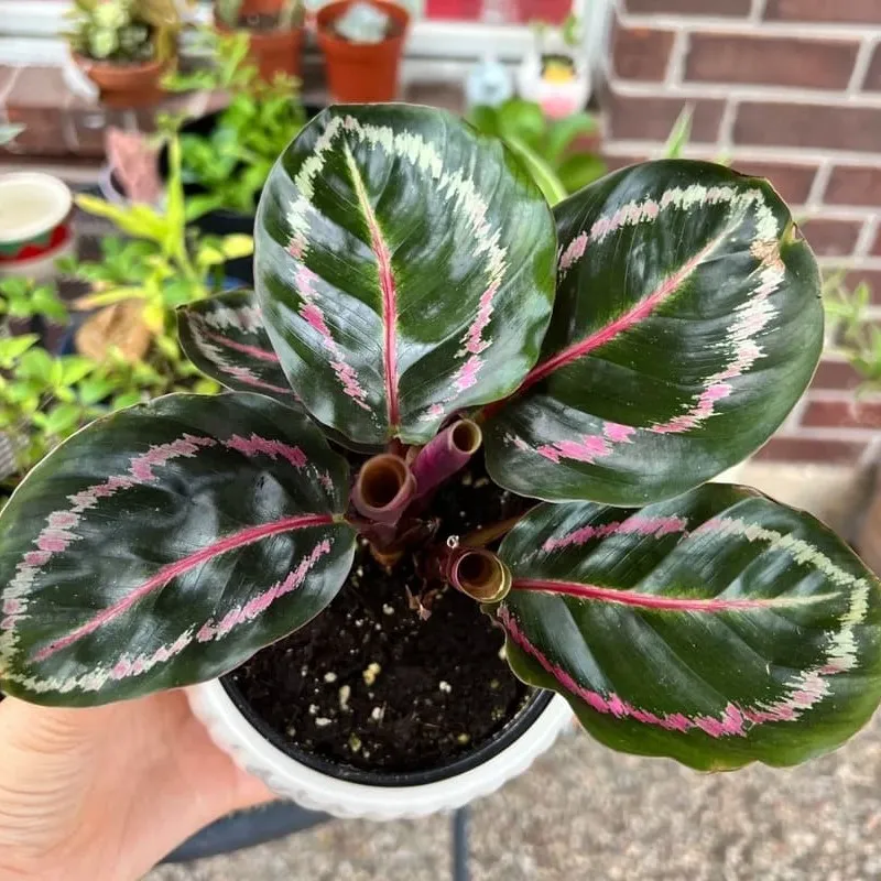 Calathea Dottie (Black Lipstick Calathea): What Finally Worked for Me