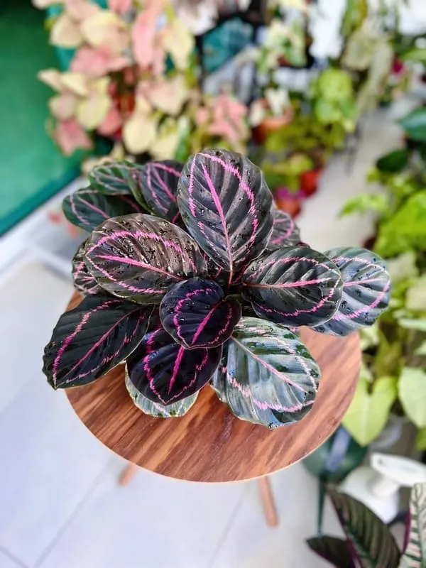 Calathea Silver Plate: Rare Roseopicta Cultivar Care Tips & Real Grower  Notes | Calathea Plant Care Expert