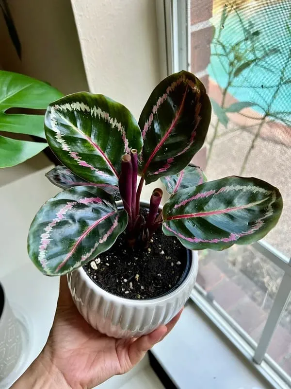 calathea bewegt sich nicht mehr Calathea Ornata Pink in verschieden Größen liefern lassen – Green Me Up main image 0