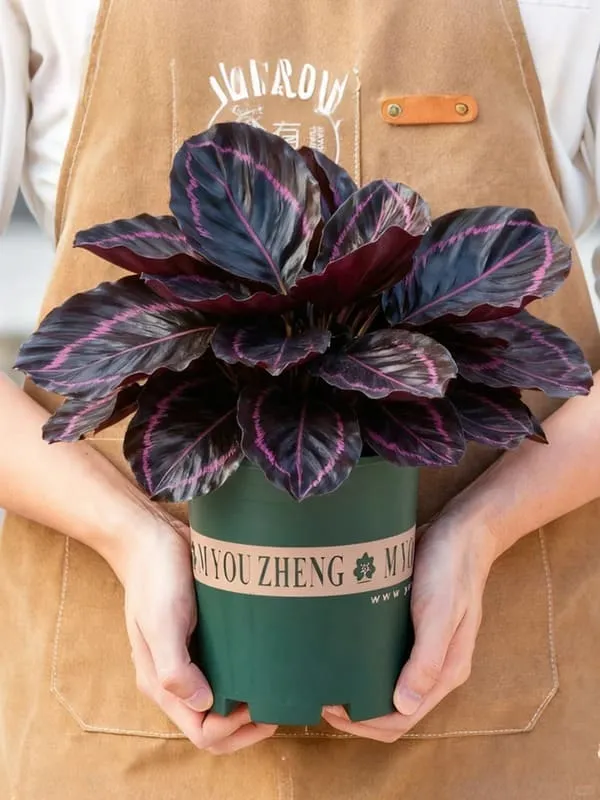Calathea Dottie (Rose-Painted Calathea) — Complete Indoor Care & Growing Guide (5)