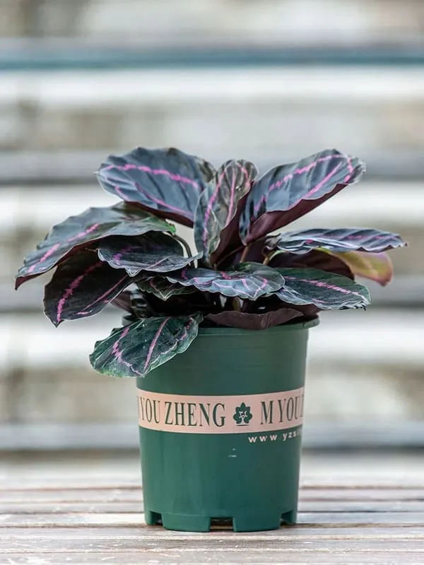 Calathea Dottie (Rose-Painted Calathea) — Complete Indoor Care & Growing Guide (5)