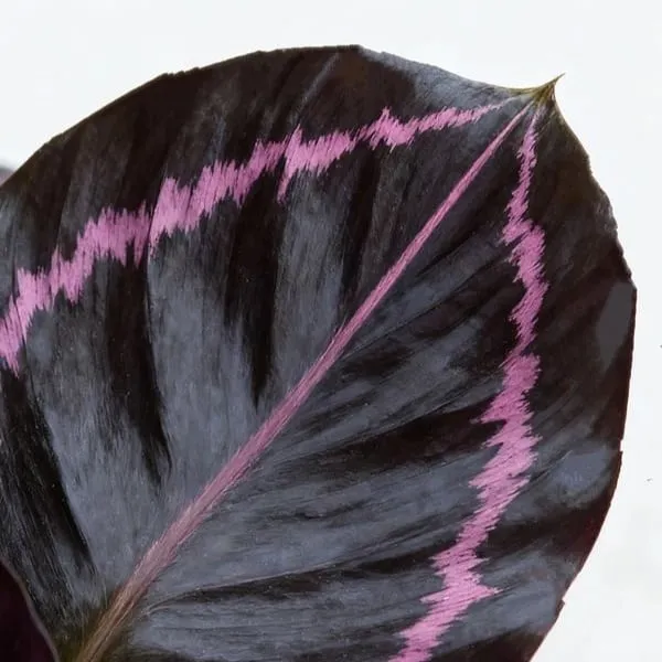 Calathea Dottie (Rose-Painted Calathea) — Complete Indoor Care & Growing Guide (5)