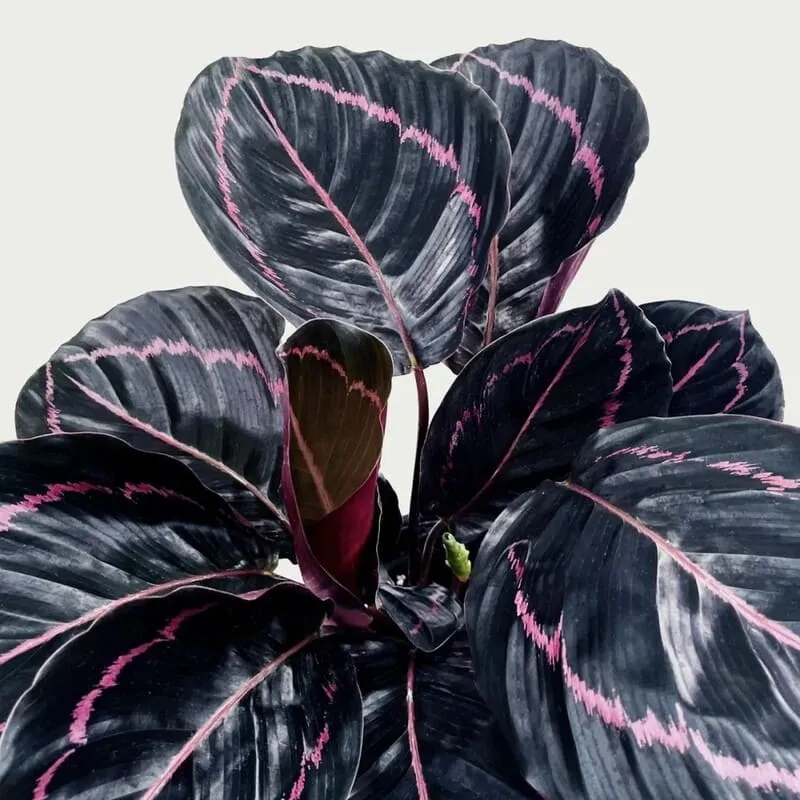 Calathea Dottie (Rose-Painted Calathea) — Complete Indoor Care & Growing Guide (5)