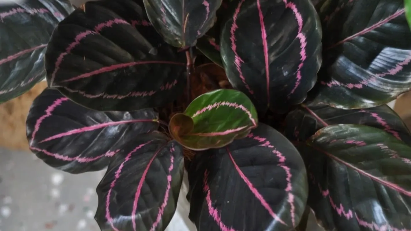 Calathea Dottie (Rose-Painted Calathea) — Complete Indoor Care & Growing Guide (5)