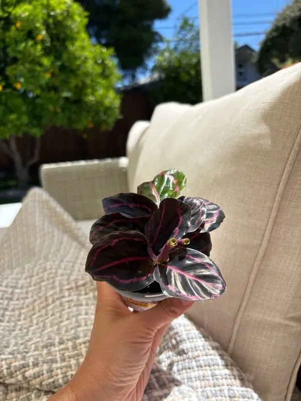 Calathea Dottie (Rose-Painted Calathea) — Complete Indoor Care & Growing Guide (5)