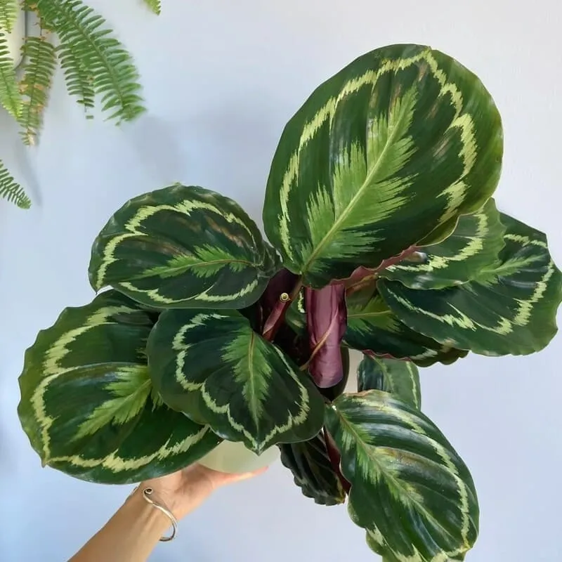 Calathea Medallion Care: How Mine Stayed Healthy in Low Indoor Humidity