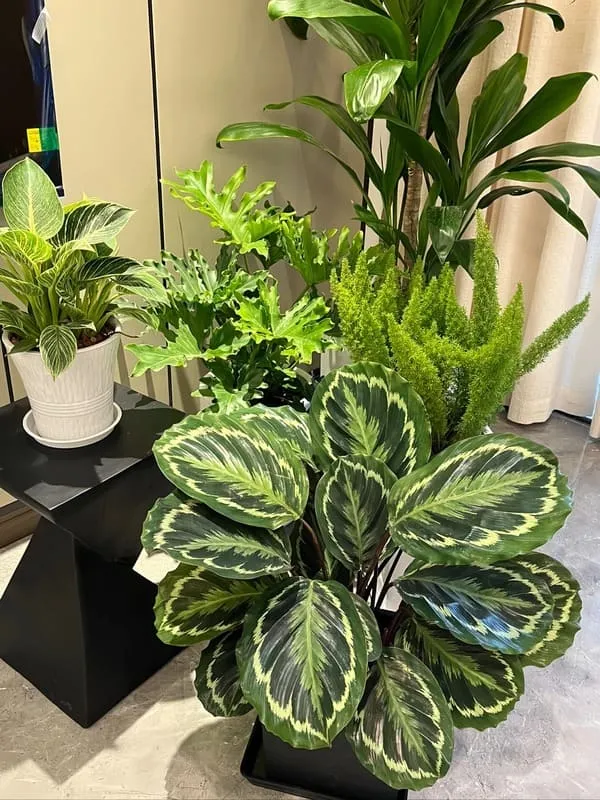 Calathea Medallion Care Guide Light, Watering & Growth Tips (3)