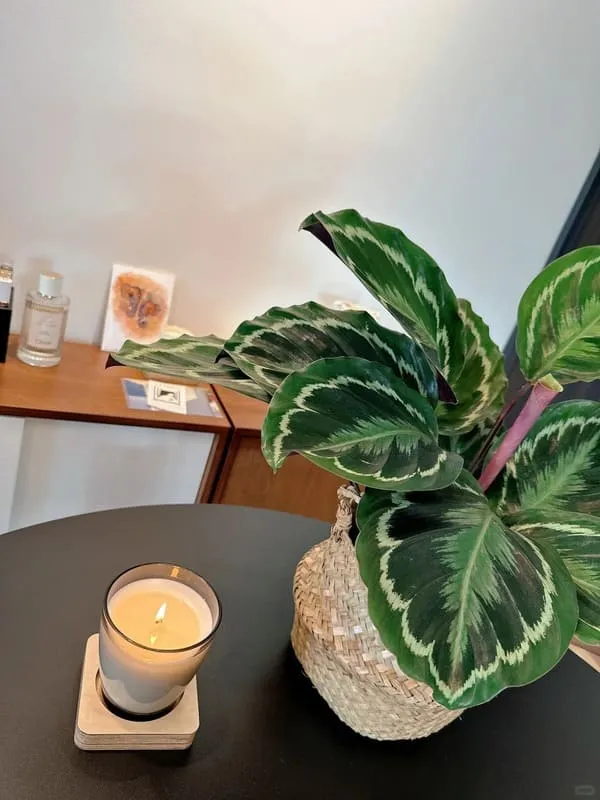 Calathea Medallion Care Guide Light, Watering & Growth Tips (3)