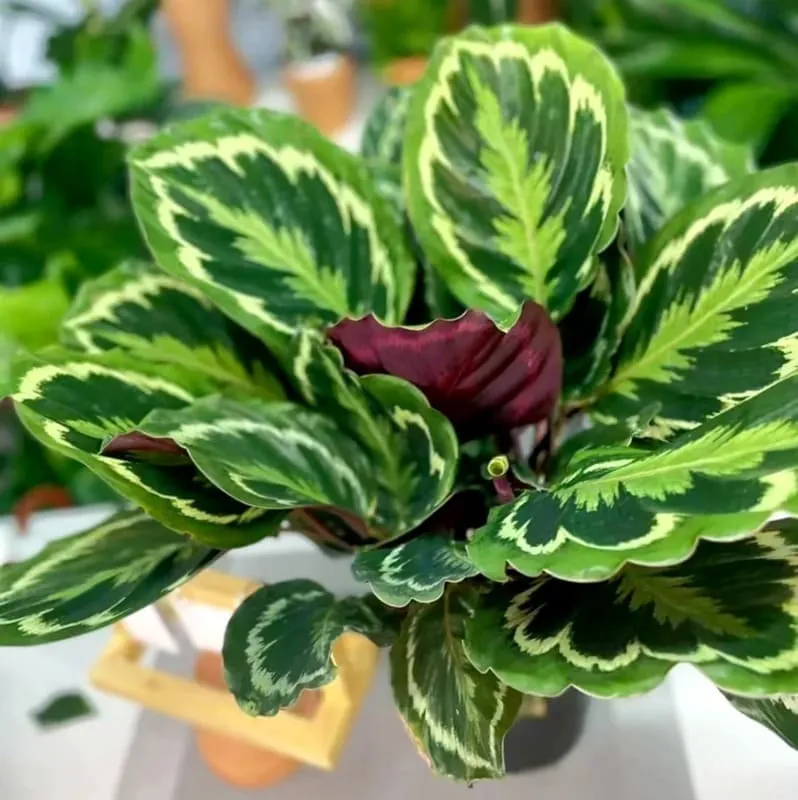 Calathea Medallion Care: How Mine Stayed Healthy in Low Indoor Humidity