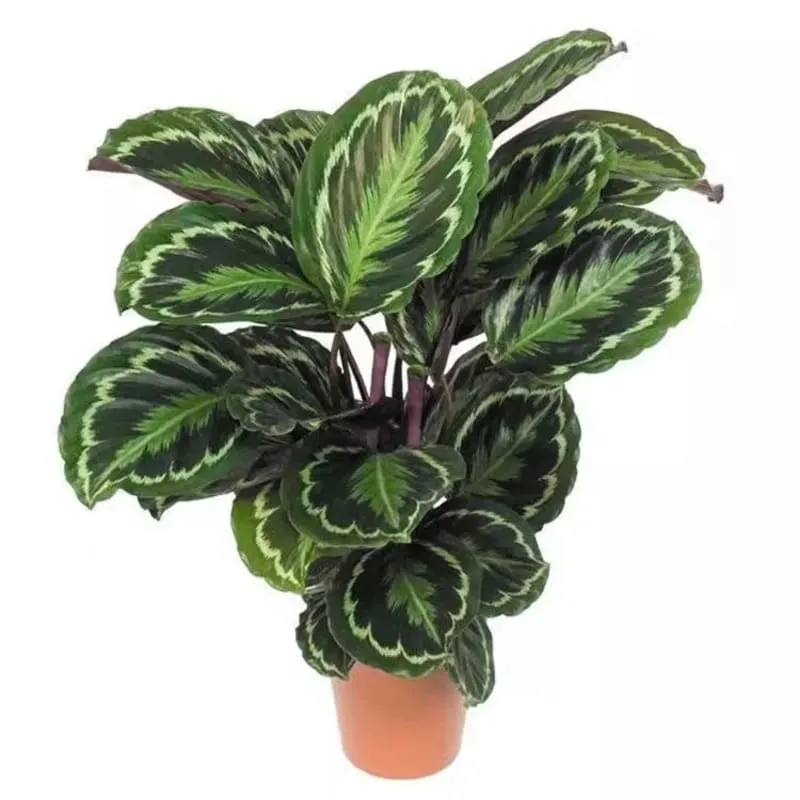 dracaena steudneri carousel Dracaena Moonlight Steudneri Cane