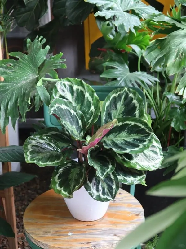 Calathea Medallion Care Guide Light, Watering & Growth Tips (3)