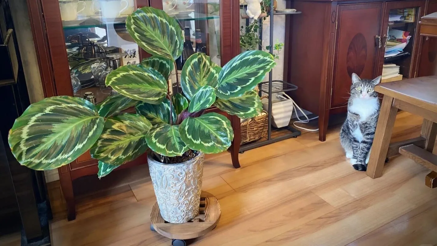 Calathea Medallion Care Guide Light, Watering & Growth Tips (3)