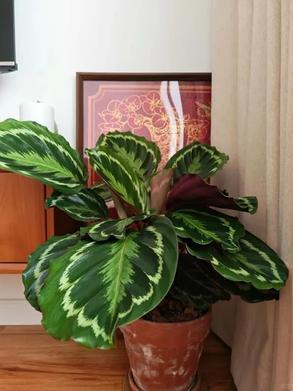 Calathea Medallion Care Guide Light, Watering & Growth Tips (3)