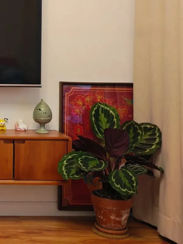Calathea Medallion Care Guide Light, Watering & Growth Tips (3)