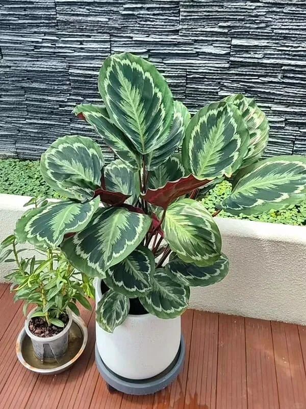Calathea Silver Plate: Rare Roseopicta Cultivar Care Tips & Real Grower Notes 6 Calathea Medallion Care Guide Light, Watering & Growth Tips (3)