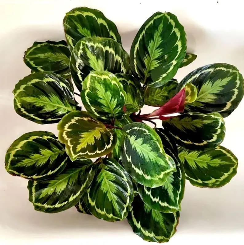 calathea makoyana flower Calathea Makoyana - Peacock plant main image 1