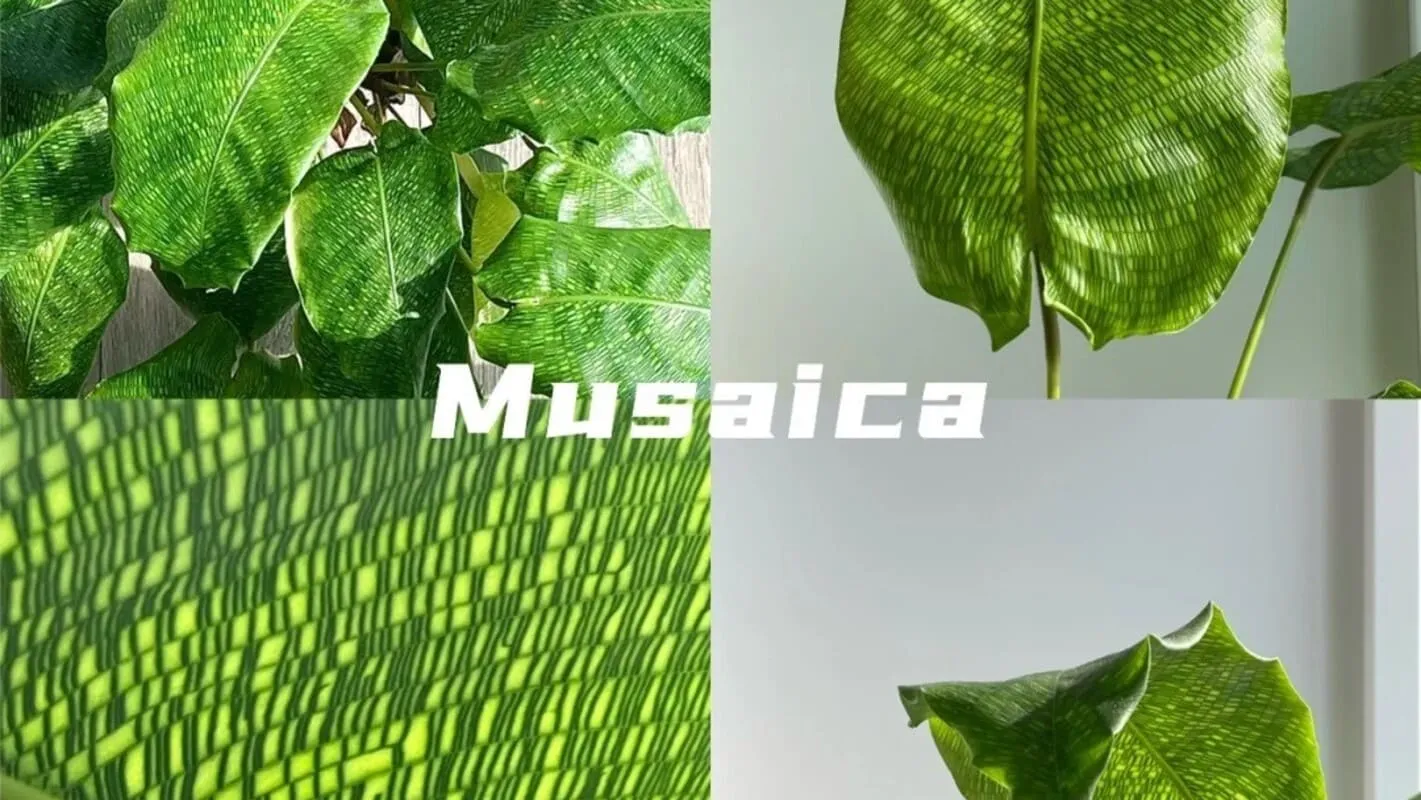 Calathea Musaica