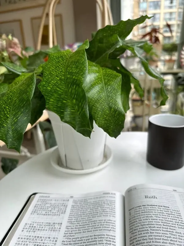 Calathea Musaica (Network Calathea) Care & Styling Guide