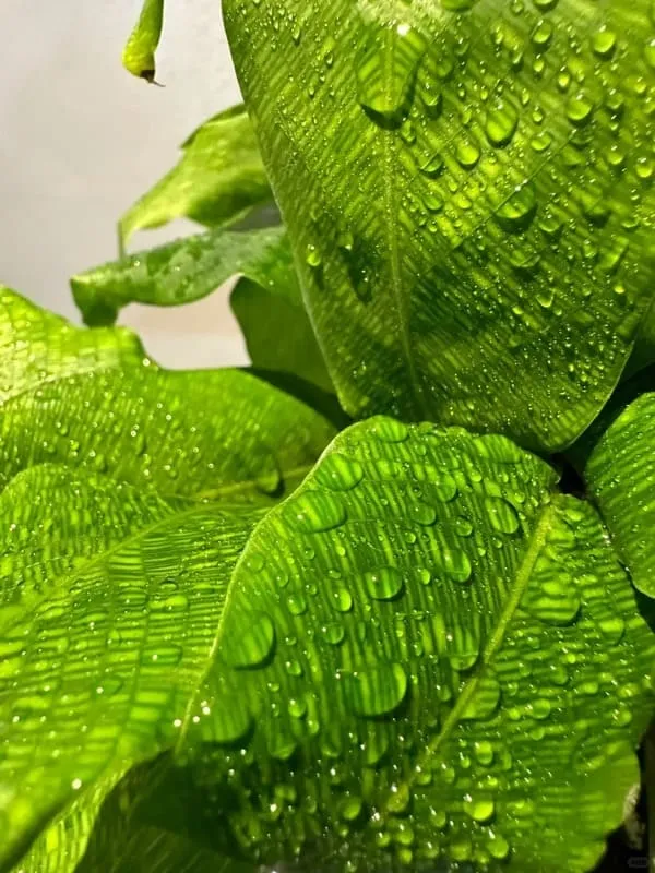 Calathea Musaica (Network Calathea) Care & Styling Guide