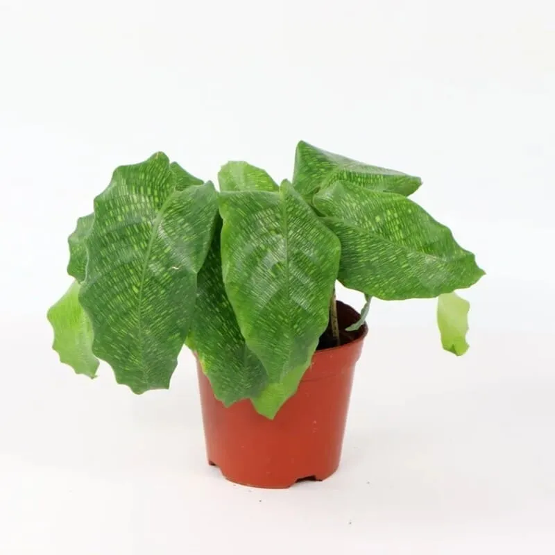 Calathea Musaica (Network Calathea) Care & Styling Guide