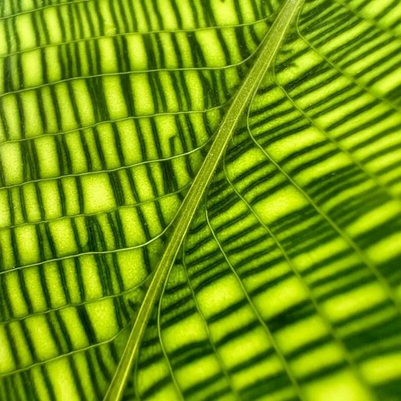 Calathea Musaica (Network Calathea) Care & Styling Guide