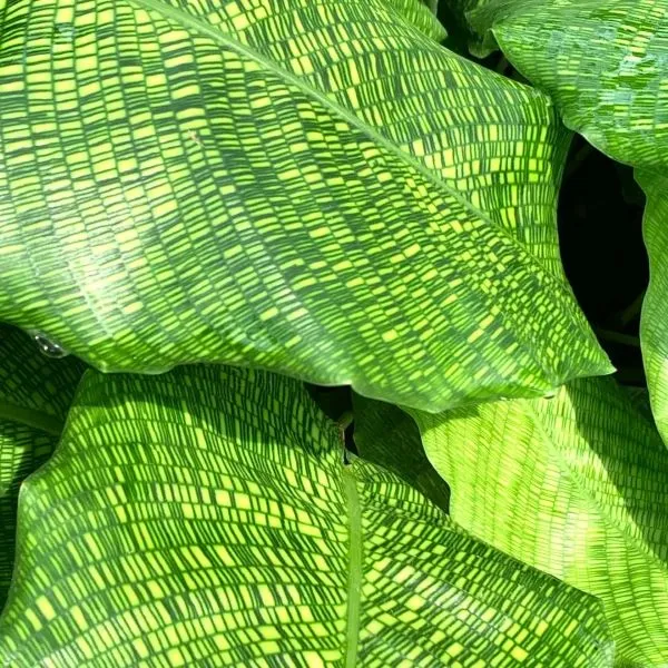 Calathea Musaica (Network Calathea) Care & Styling Guide