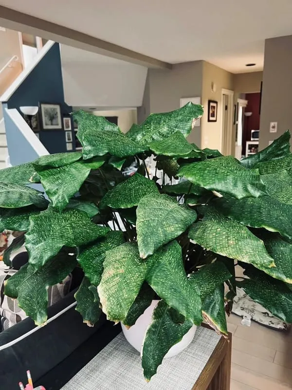 Calathea Musaica (Network Calathea) Care & Styling Guide