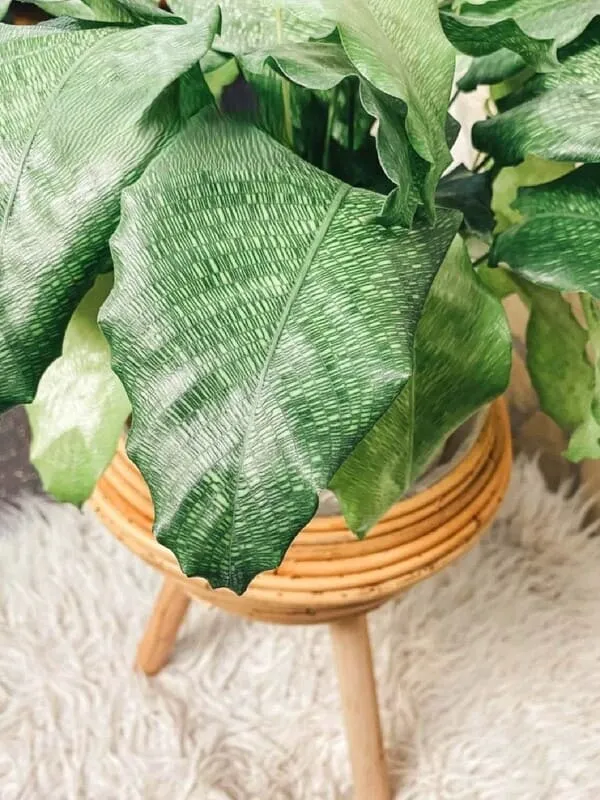 Calathea Musaica (Network Calathea) Care & Styling Guide